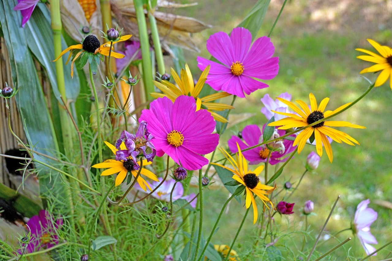 blumen, blumenwiese, bunt