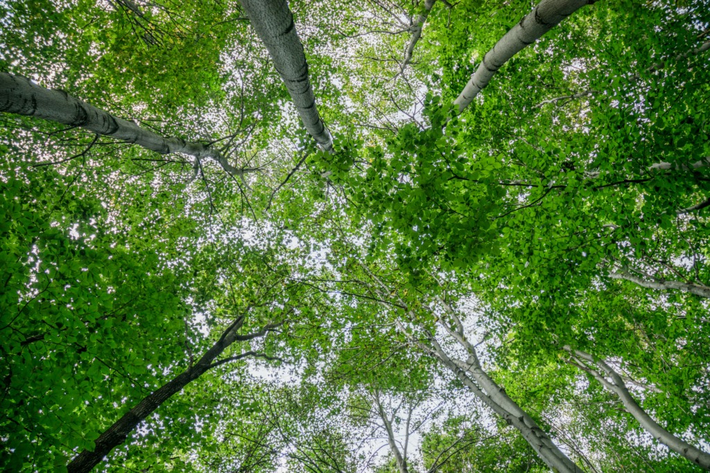 View of a vibrant green tree canopy from below, showcasing nature's lush beauty in Wrocław.